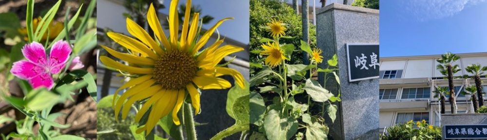 主権者教育 法教育 岐阜県総合教育センター